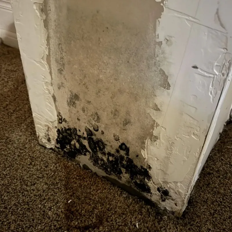 Professional Mold Removal in Wilkes County, GA